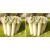 Wood Garden Roll Edge Border Edging High 30cm Length 240cm Pack Of 2 - view 1